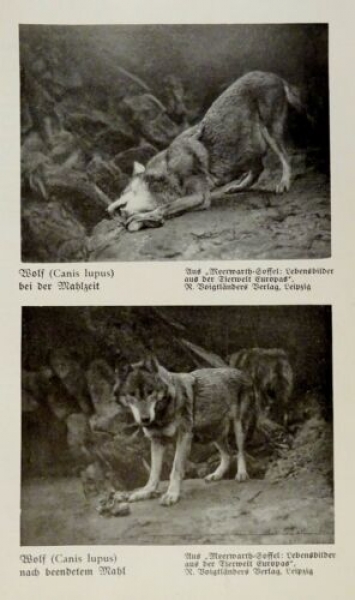 1926 - Wolf / Gepard, Jungwölfe - alter Druck